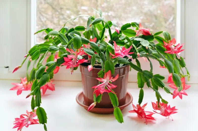 Christmas Cactus Care & Growing Guide