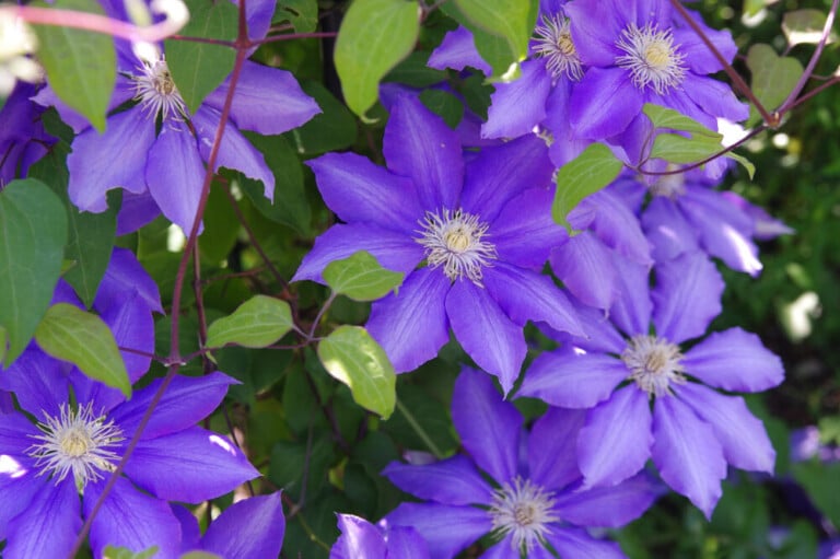 Clematis Care & Growing Guide