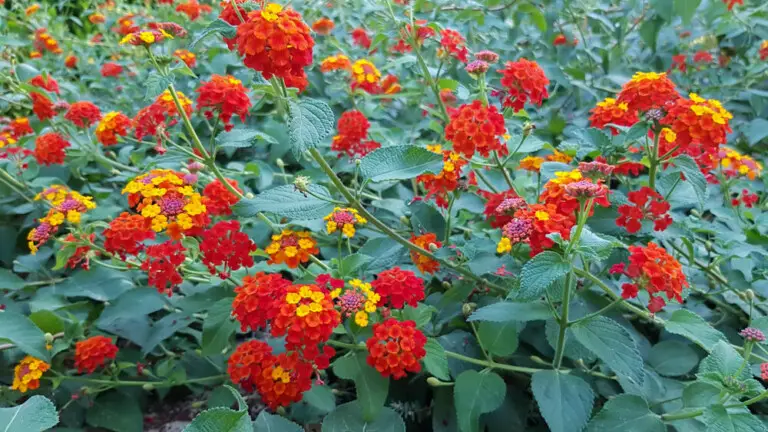 Lantana Plant Care And Growing Guide