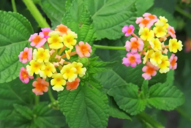 Lantana Plant Care & Growing Guide