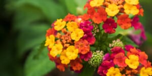 lantana flowers