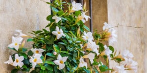 mandevilla plant