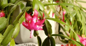 pink Epiphyllum flower