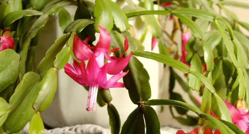 Epiphyllum Plant Care & Growing Guide