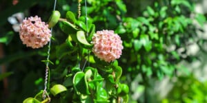 pink Hoya Plant