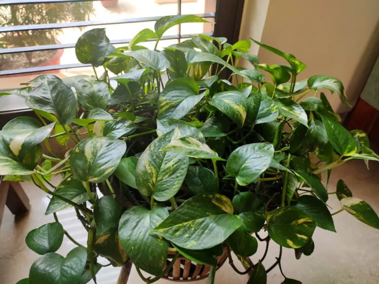 Pothos Plant Care & Growing Guide