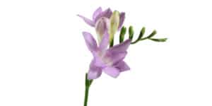 purple freesia