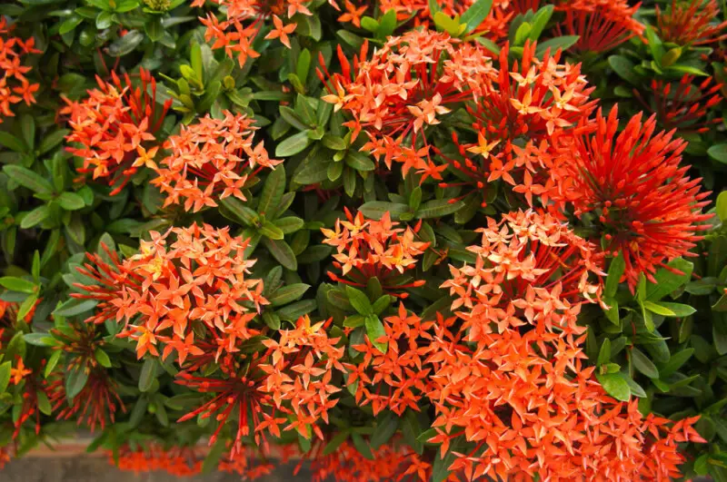 Dwarf Ixora: Plant Care & Growing Guide - Hobby Plants