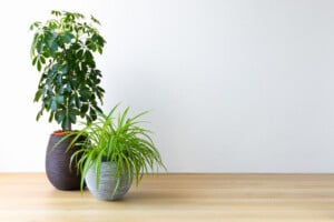 Umbrella Plants Care & Growing Guide