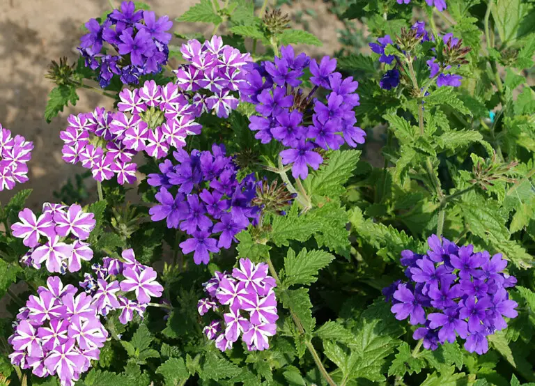 Verbena Plant Care & Growing Guide