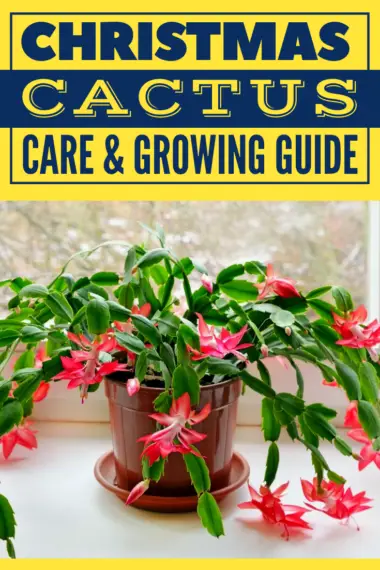 Christmas Cactus Care & Growing Guide