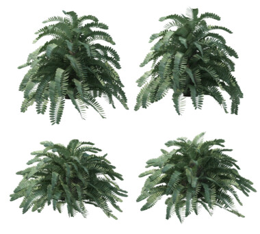 Cardboard Palm Growth and Care Guide