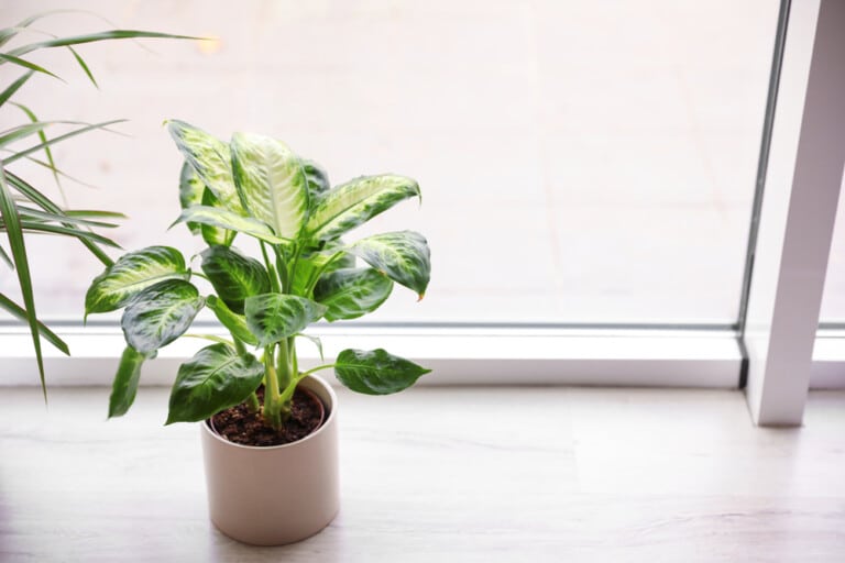 8 Poisonous Houseplants that Are Dangerous for Children and Pets