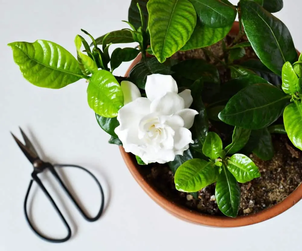 Gardenia: Plant Care & Growing Guide