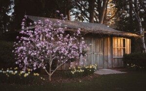 Magnolia Tree in an yard e1602729667260