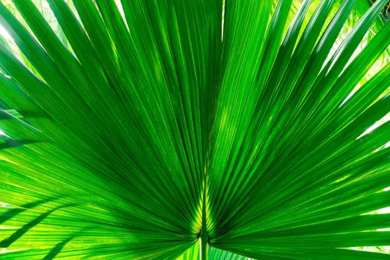 Mexican Palm Growth and Care Guide