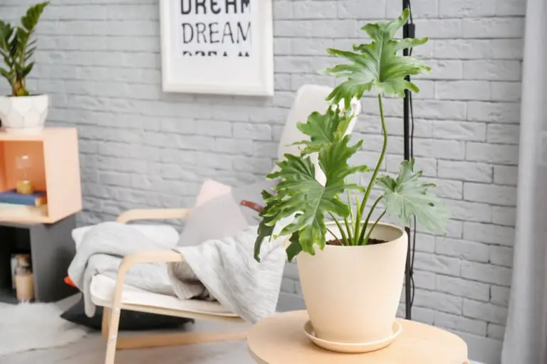 10 Best Indoor Houseplants for the Bedroom