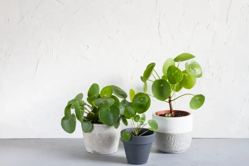 Yellow Pilea Leaves - Reasons & Treatments - Hobby Plants