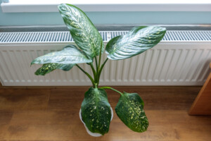 heating houseplant