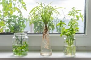 houseplants in water