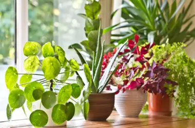 Top 10 Indoor & House Plant Care Tips - Hobby Plants
