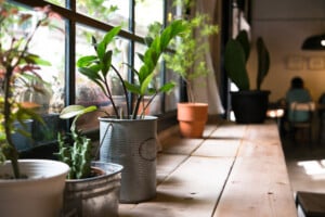 indoor plants