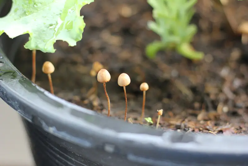 Mushroom & Fungi Growing in Houseplant’s Soil What to Do?