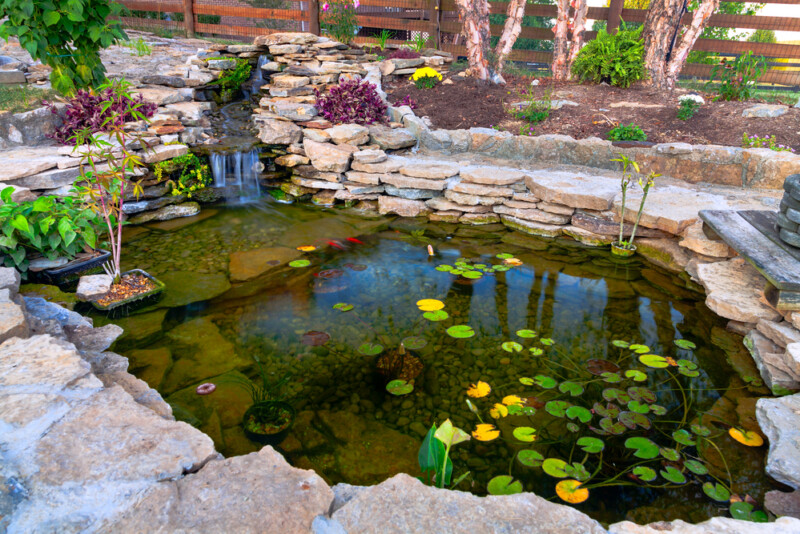 7 Tips to Keep your Pond Water Clean - PonD Water 800x534