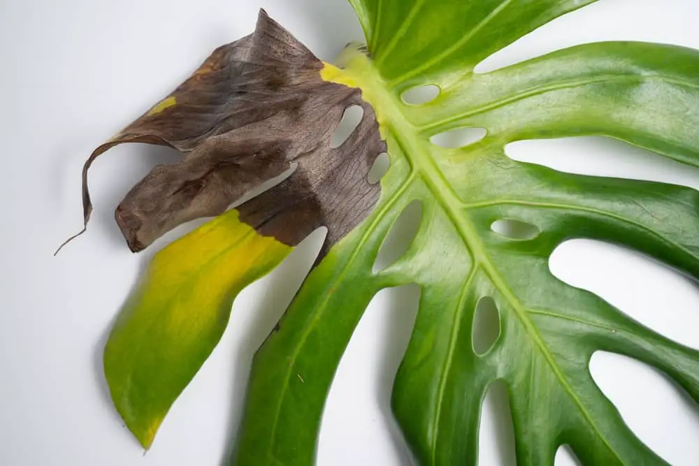 Yellow Monstera Leaves Reasons Treatments Hobby Plants