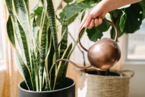 watering houseplant