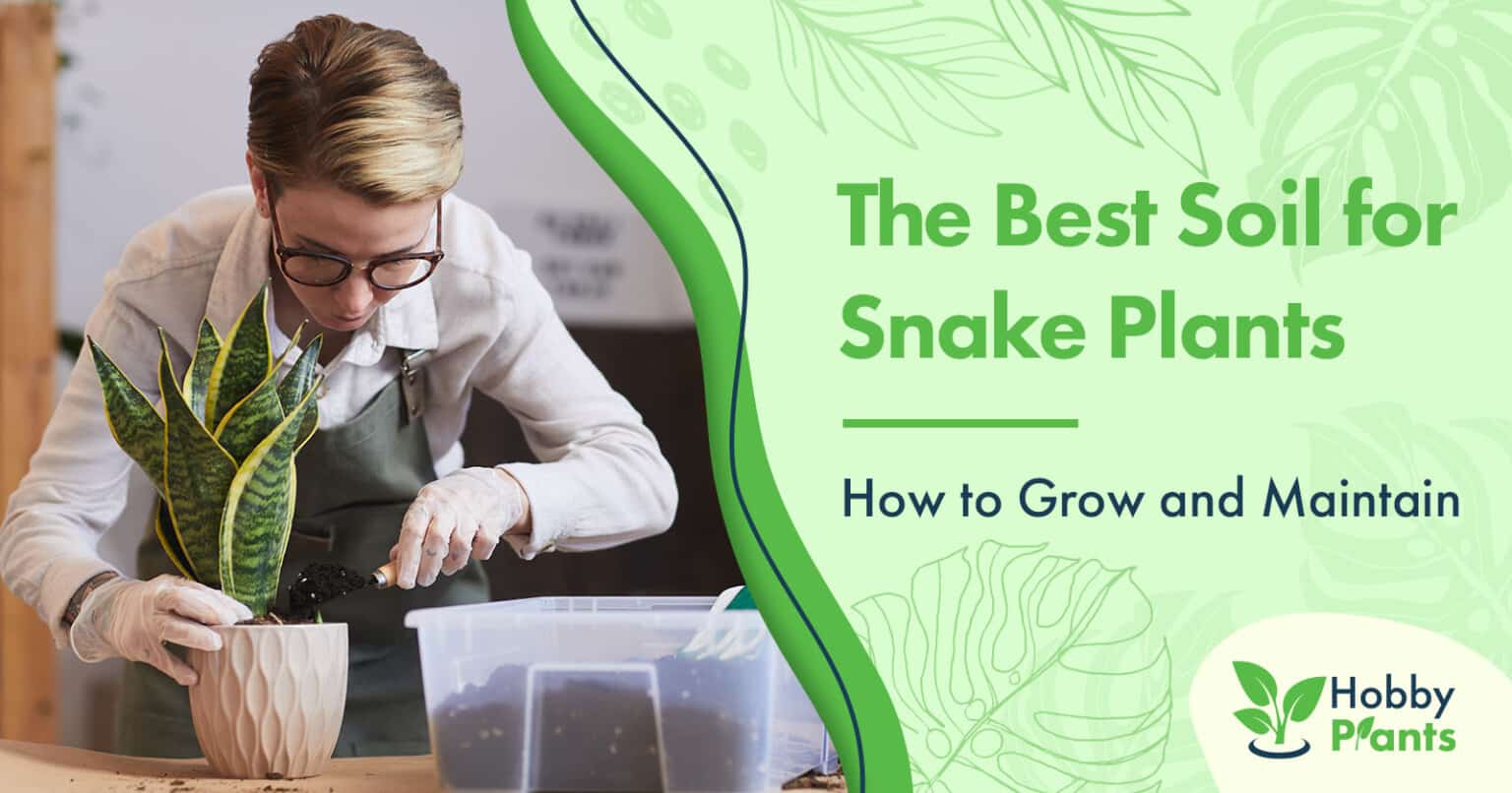 the-best-soil-for-snake-plants-how-to-grow-and-maintain