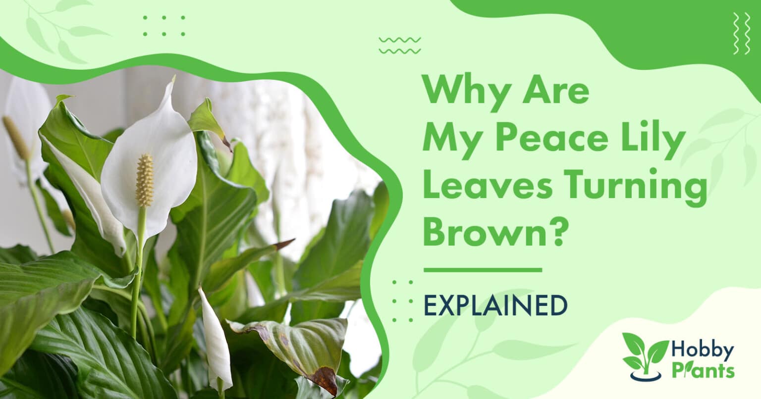 why-does-my-peace-lily-have-brown-tips-how-to-fix-them