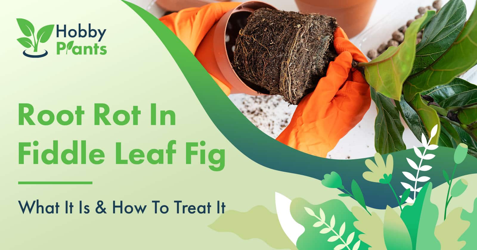 Root Rot In Fiddle Leaf Fig What It Is And How To Treat It