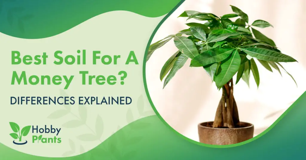 best-soil-for-a-money-tree-differences-explained