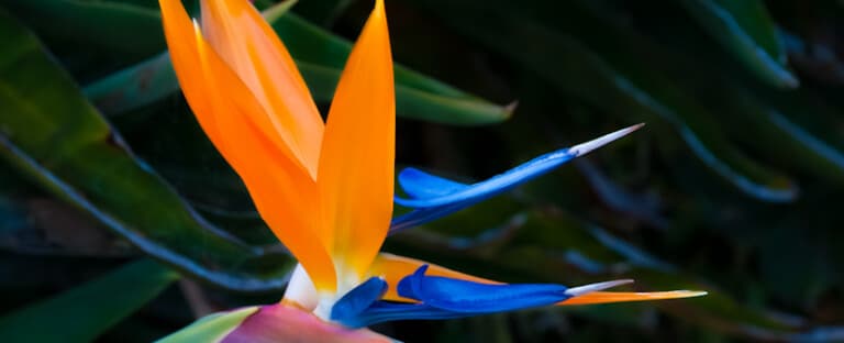 Bird Of Paradise Plant Care: [Complete Beginner's Guide]