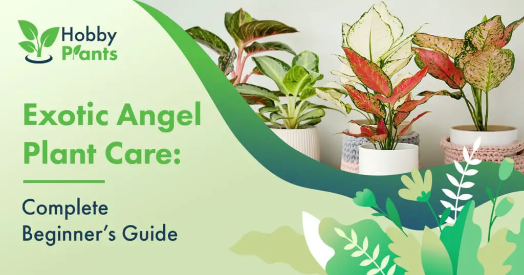 Dracaena Lemon Lime: Plant Care & Growing Guide