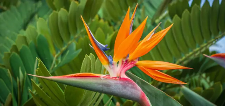 How To Propagate Bird Of Paradise? [Find Out Here]