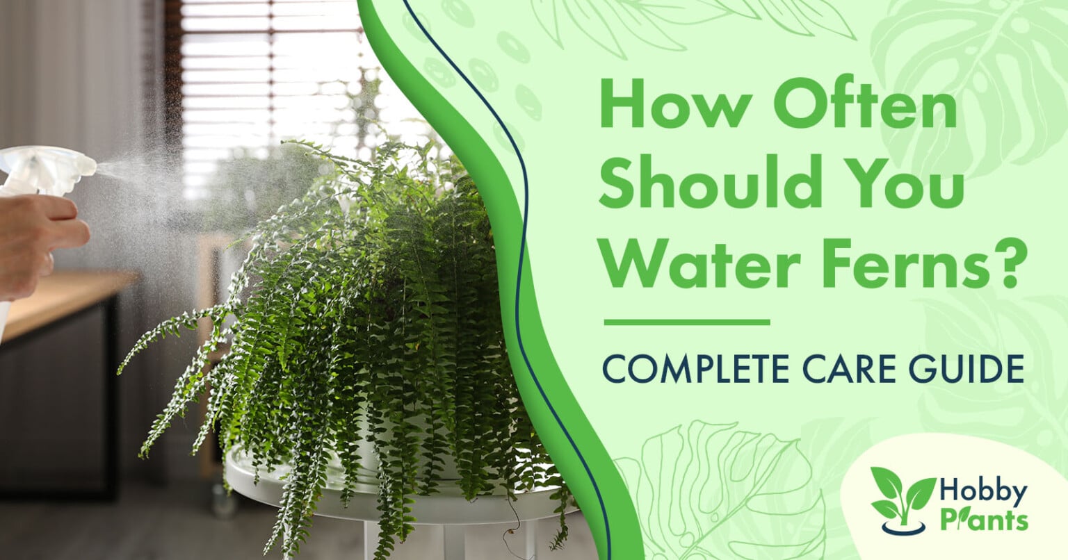 how-often-should-you-water-ferns-complete-care-guide