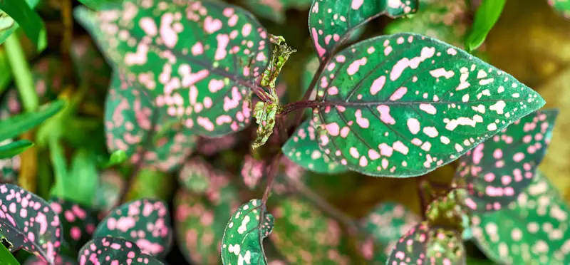 Polka Dot Plant Care? [Everything You Need To Know]