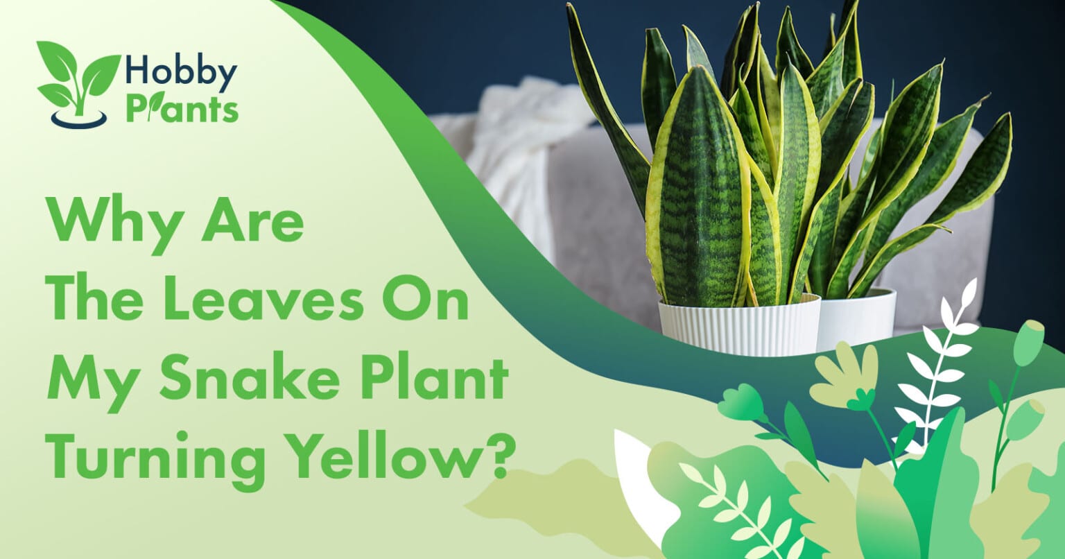 why-are-the-leaves-on-my-snake-plant-turning-yellow