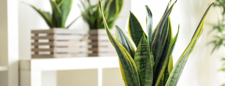 Why Are The Leaves On My Snake Plant Turning Yellow?