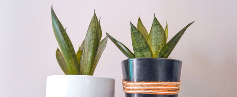 Can Snake Plants Live Outside? [COMPLETE CARE GUIDE]