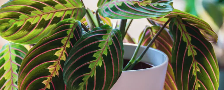 The Types of Prayer Plants: [Varieties Explained]